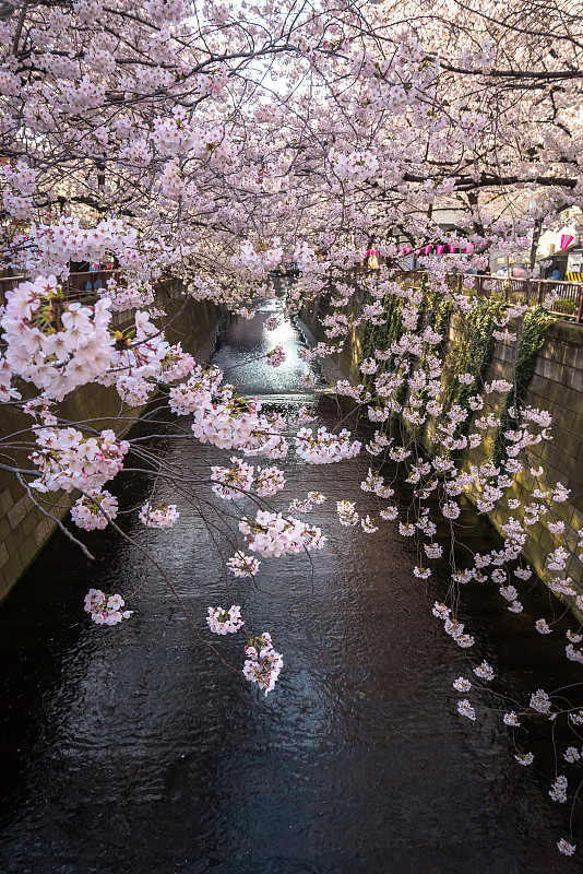 日本东京的目黑运河，春季。