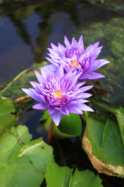 睡莲花