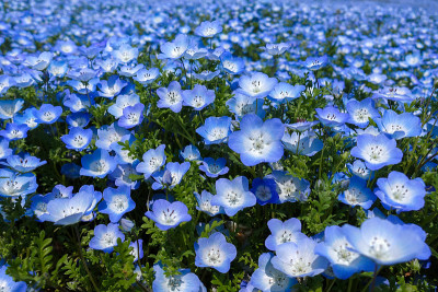 关闭nemophila