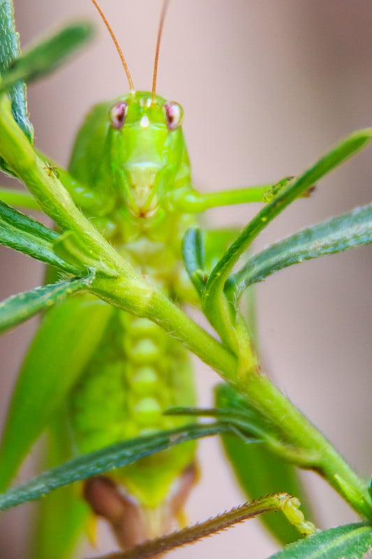 可爱的长角蚱蜢，或螽斯科，或叶蝉栖息在绿色的叶子和绿色的背景上