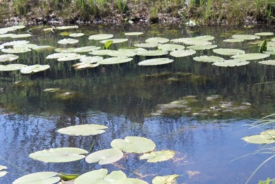 卡桑玩具沼泽植物水夏天池塘