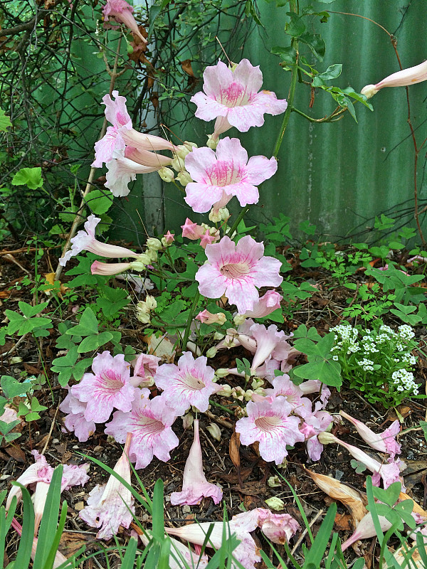 黄蔓花
