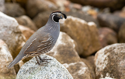 A California Quail Posing on a Rock