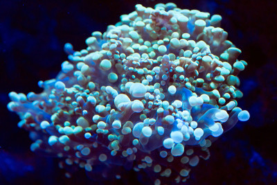 海葵。海洋水族馆里美丽多彩的珊瑚。
