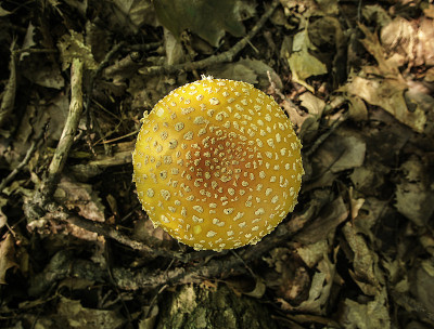 一种Amanita muscaria var guessowii Cap