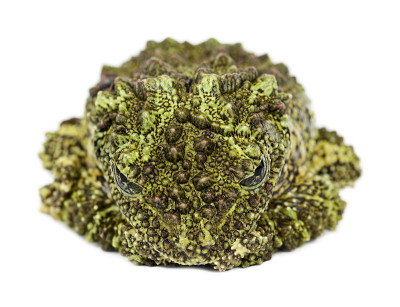 苔藓蛙，也被称为越南苔藓蛙，或东京虫眼蛙，背景是白色的