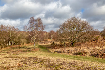 苏塞克斯郡的Chailey Common