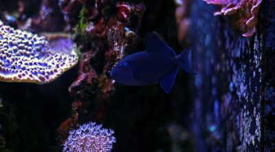 尼日尔Triggerfish (Odonus Niger)
