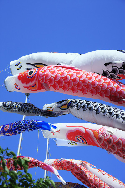 鲤鱼等浮电缆