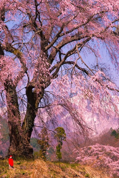 樱花和座[吉佐]