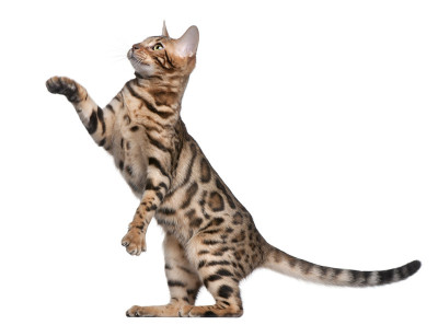 孟加拉小猫的侧视图，爪子向上，白色的背景