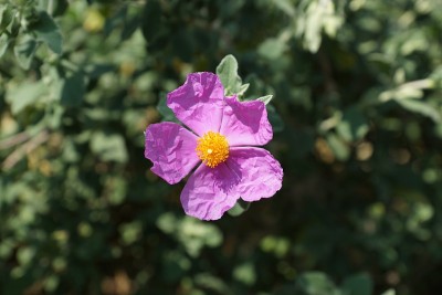 Pink cistus