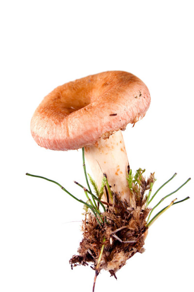 粉木耳蘑菇