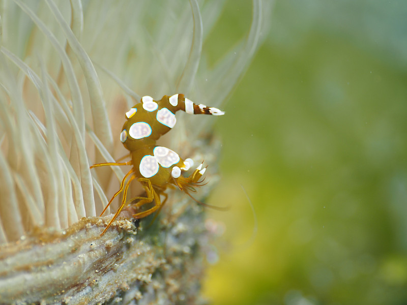 深蹲海葵虾