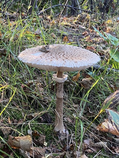 风筝蘑菇