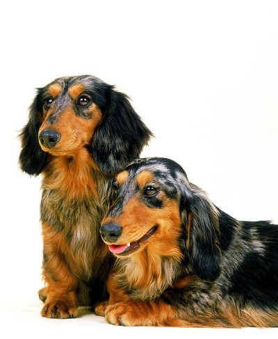 白底长毛腊肠犬