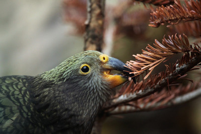 Kea(内斯特·诺塔比利斯)。