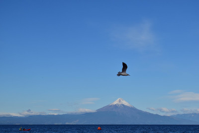 飞过火山的鸟儿