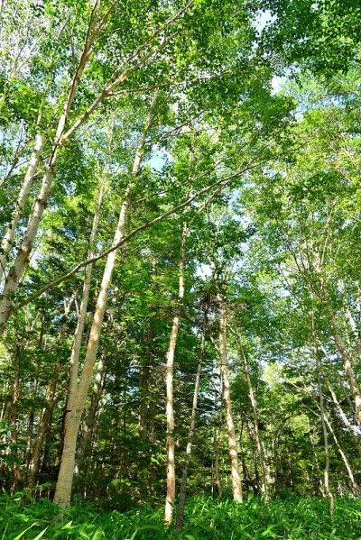 日本长野，盛夏的森林