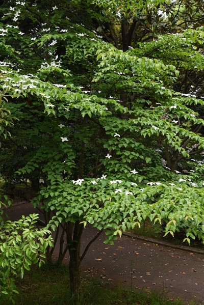库萨山茱萸花
