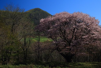 蓝天和樱花