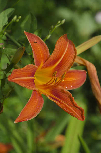 百合在花园里开花