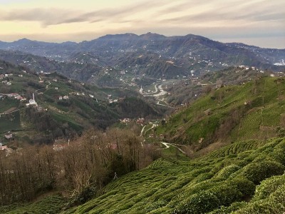 红茶新茶村