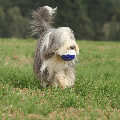 带着玩具奔跑的大胡子牧羊犬