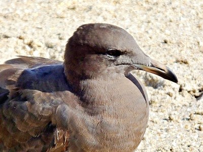 海尔曼氏海鸥(Larus heermanni) -幼年，罕见在佛罗里达，ABA代码5是最难找到的物种