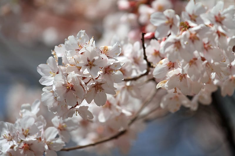 日本高藤的樱花