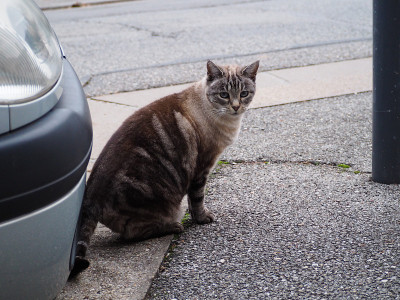 野猫