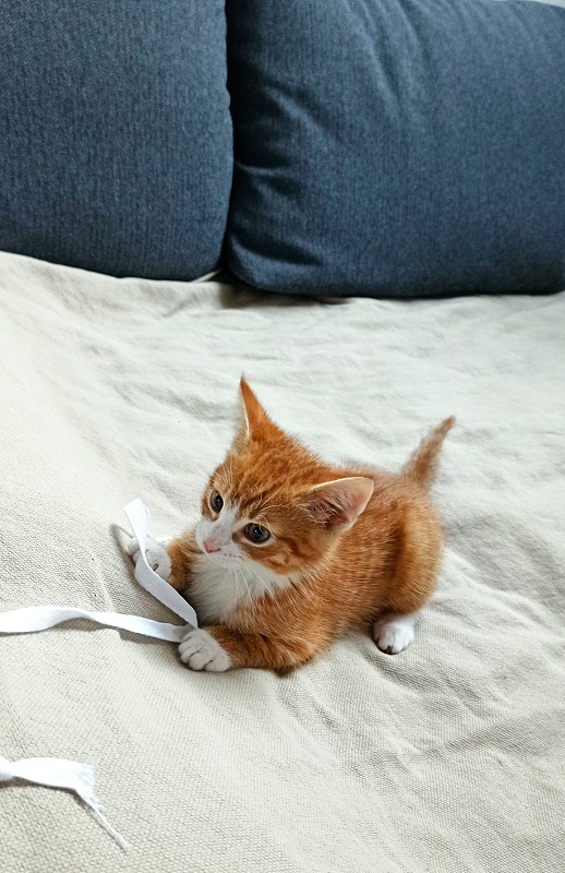 小猫在一个舒适的家里玩耍