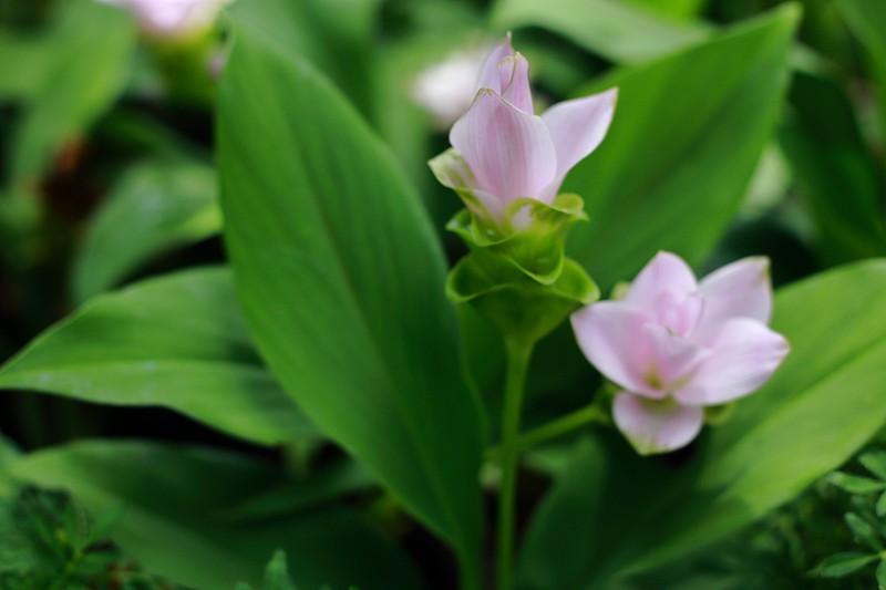 姜黄(暹罗郁金香姜黄泽泻)花。点缀,春天。