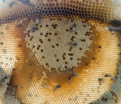 小蜂窝