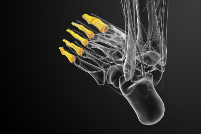趾骨足的3d渲染医学插图
