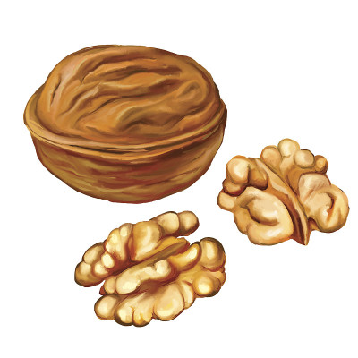 核桃矢量插图手绘水彩