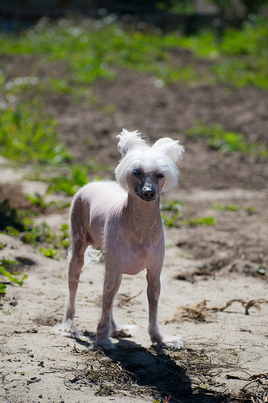 中国冠毛犬，美丽的中国冠毛秃犬。狗的女士。