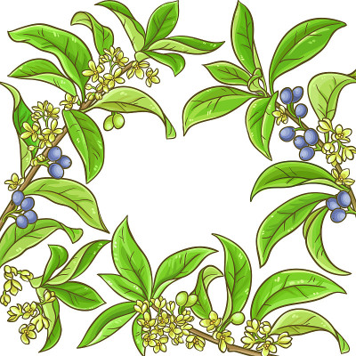 桂花矢量框架