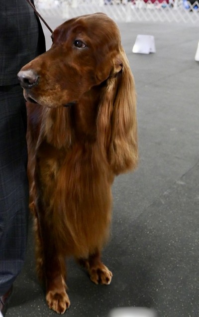 爱尔兰长毛猎犬狗