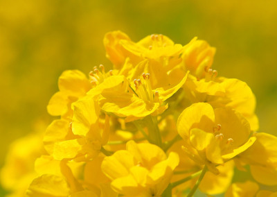 油菜的花