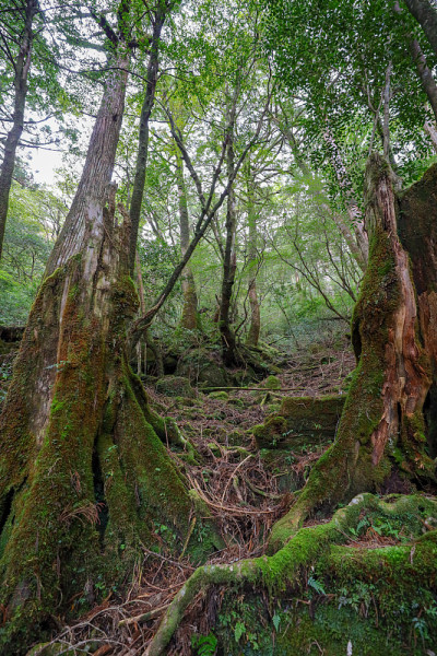 屋久岛的森林