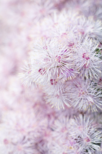 花Thalictrum