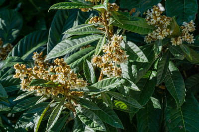 美丽的花朵盛开的日本枇杷(枇杷Japonica)在秋季索契城市公园的特写。