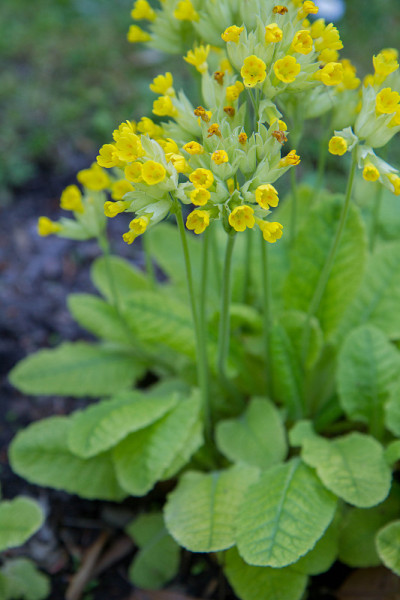樱草(Primula veris)