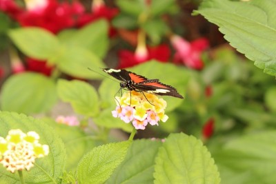 “多丽丝龙翼”蝴蝶- Heliconius Doris