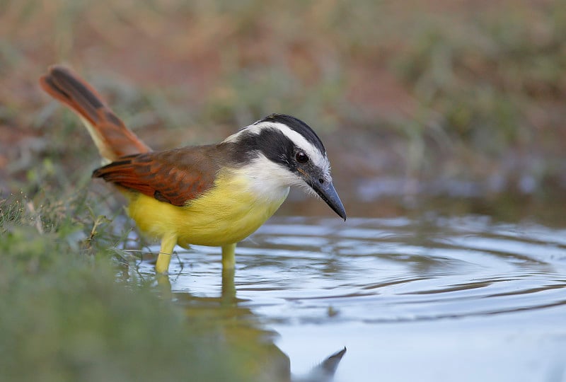 美国德克萨斯州南部，大食水(Pitangus suluratus)