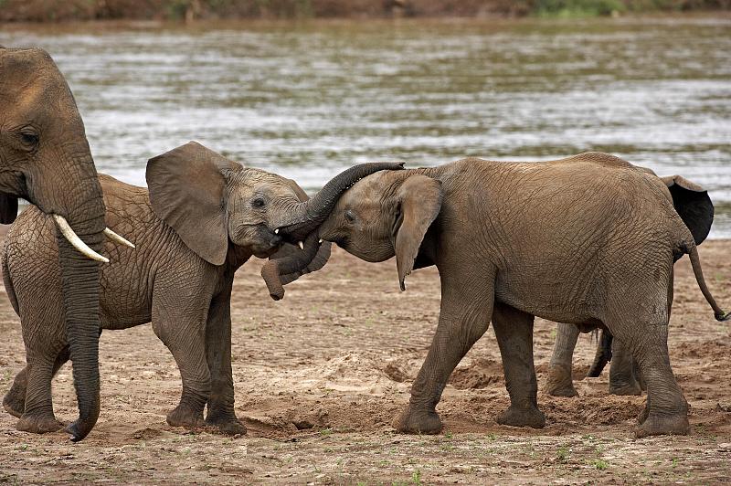 非洲象，loxodonta africana，在肯尼亚桑布鲁公园附近玩耍的扬斯