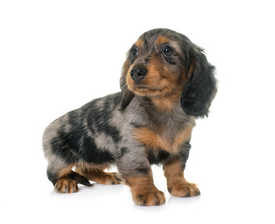 长头发的小猎犬