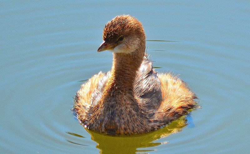 伯德Grebe