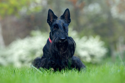 Cute portrait of black Scottish Terrier dog with s